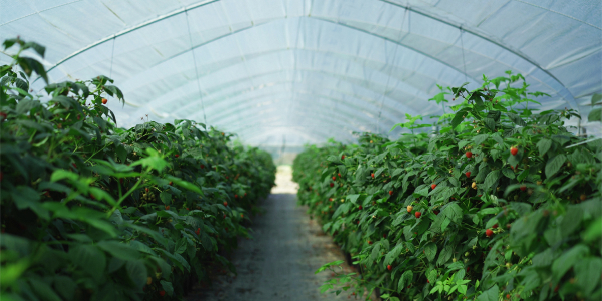 In vetrina a Fruit Logistica gli schermi termo-riflettenti di Arrigoni 